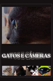 Cats and Cameras