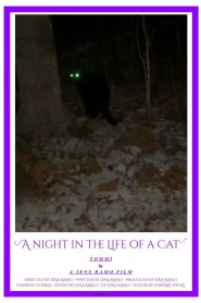 A Night in the Life of a Cat