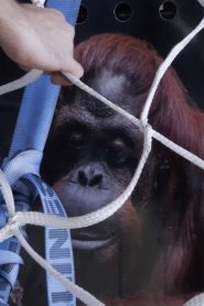 Sandra, The Primate Citizen