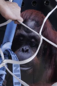 Sandra, The Primate Citizen